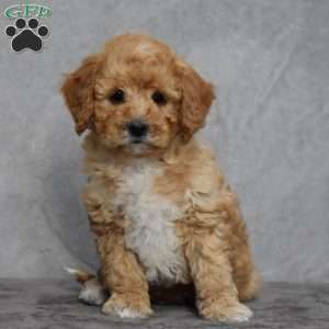 Wally, Cavapoo Puppy